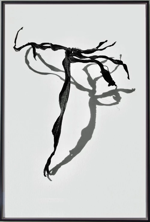 https://theauctioncollective.com/media/1327/adam-waymouth-musa-acuminata-ballerina-the-auction-collective.jpg