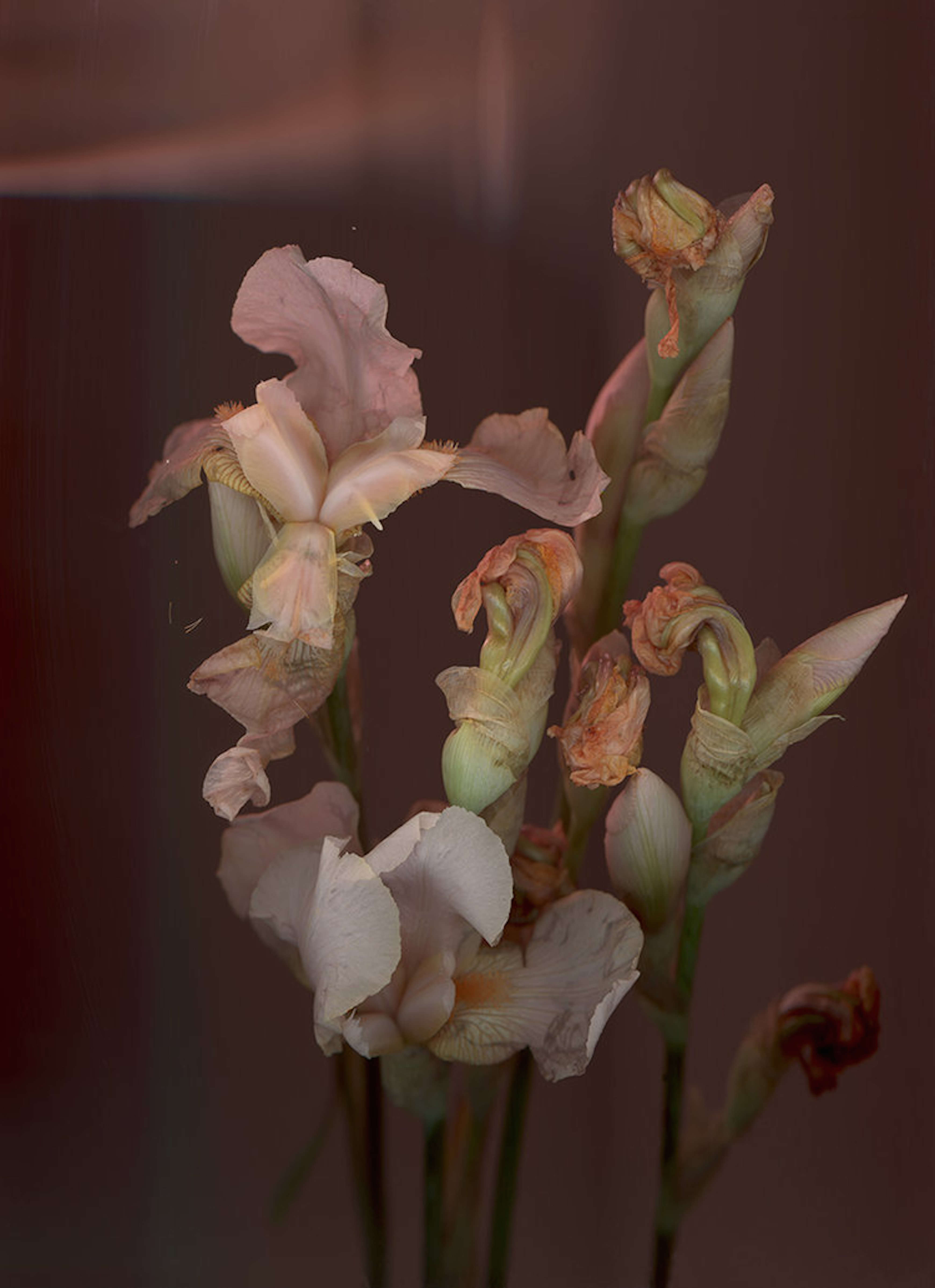 Abstract: Reality - Lot 31, Anna Skladmann, ‘Bearded Iris’ – Ghost In The Machine image