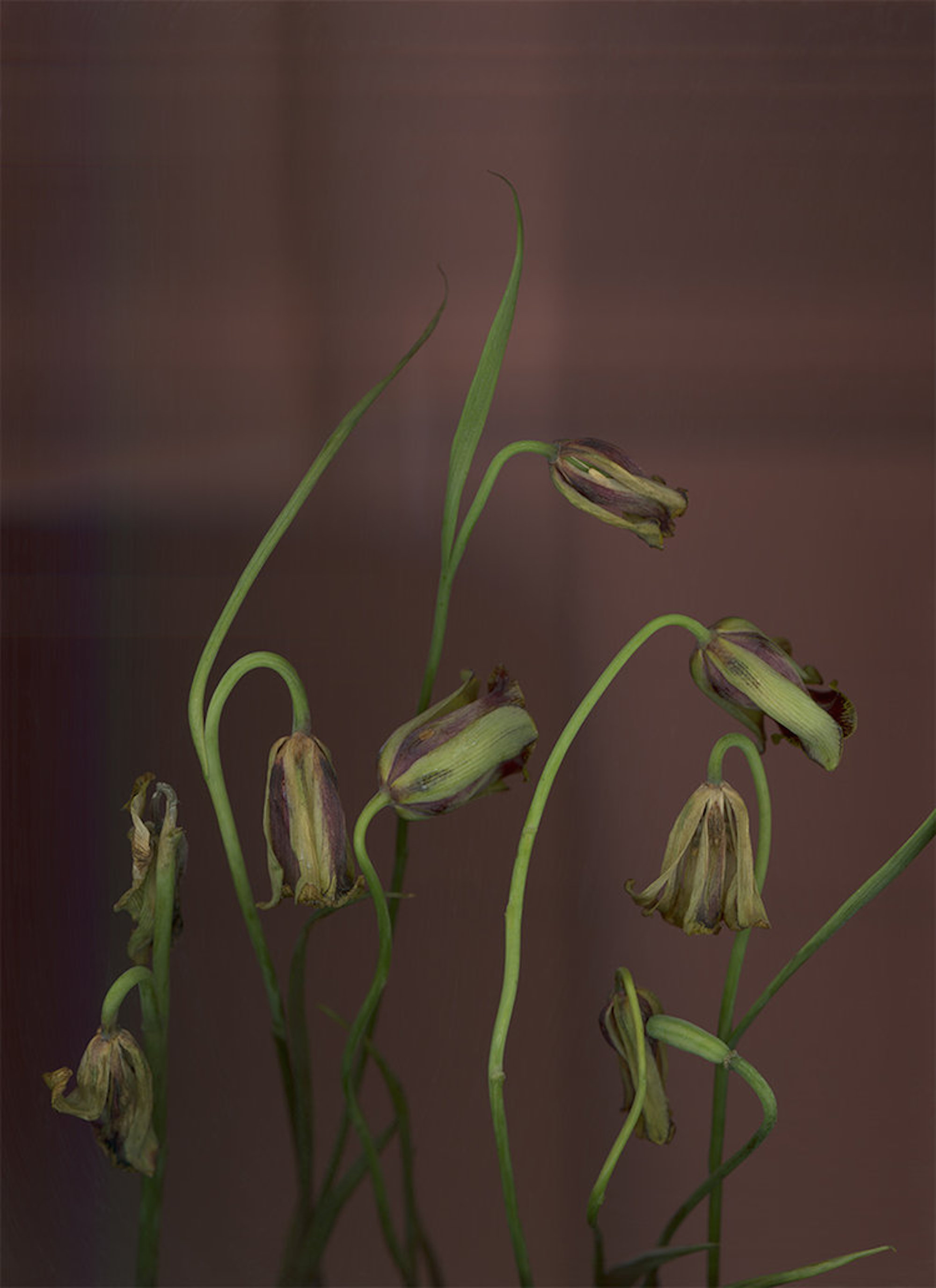 Abstract: Reality - Lot 61, Anna Skladmann, Fritallaria Acmopetala - Ghost in the Machine image