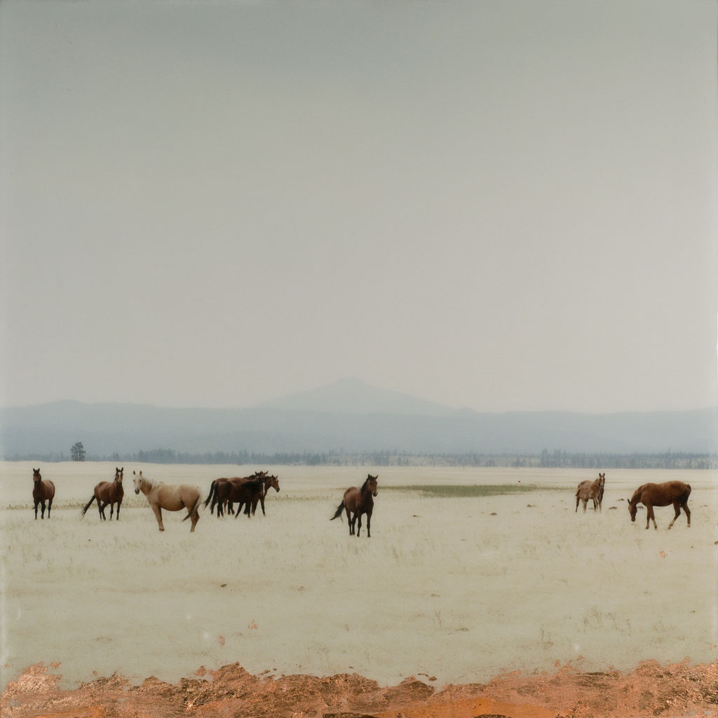 https://theauctioncollective.com/media/1506/christine-flynn-wild-horses-the-auction-collective.jpg