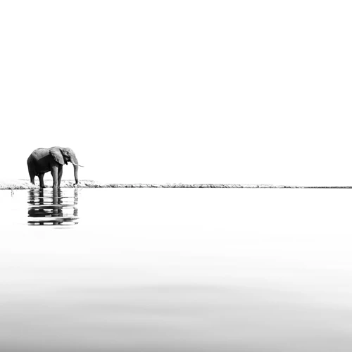 Elephant by River