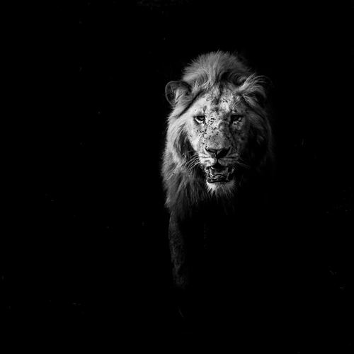 Lion in Darkness